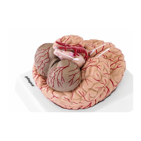 Model anatomiczny ludzkiego mózgu 9 elementów w skali 1:1 Model anatomiczny ludzkiego mózgu 9 elementów w skali 1:1