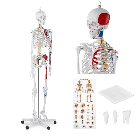Model anatomiczny ludzkiego szkieletu 180 cm + Plakat anatomiczny Model anatomiczny ludzkiego szkieletu 180 cm + Plakat anatomiczny