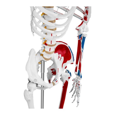 Model anatomiczny ludzkiego szkieletu 180 cm + Plakat anatomiczny Model anatomiczny ludzkiego szkieletu 180 cm + Plakat anatomiczny