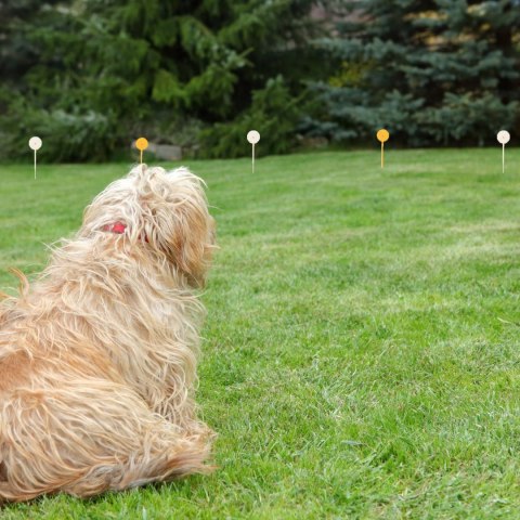 Pastuch elektryczne ogrodzenie treningowe dla psów z obrożą 300 m - zestaw